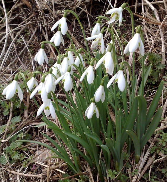 Snowdrops February 2010 Snowdrops February 2010